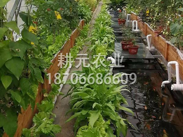 怎么維護(hù)魚菜共生設(shè)備