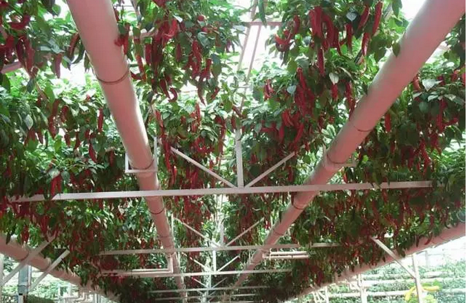 無(wú)土栽培廠家