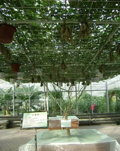無(wú)土栽培廠家