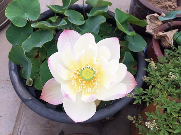 魚(yú)菜共生