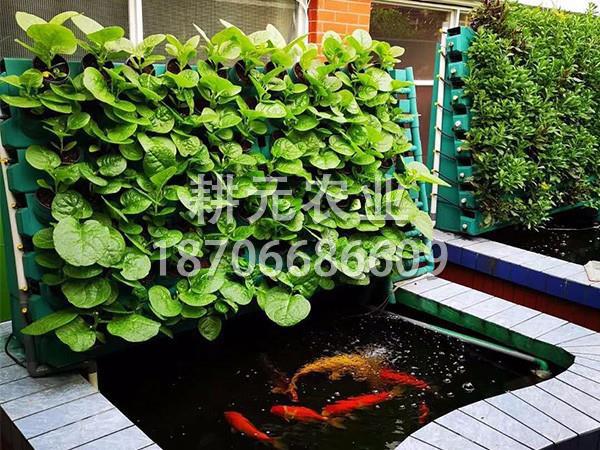魚(yú)菜共生設(shè)備為什么要定期更換？